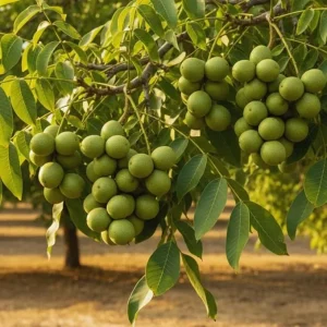 Walnut Tree Live Plant - 2 Feet Tall Cold Hardy Fruit Tree for Gardening - Image 3