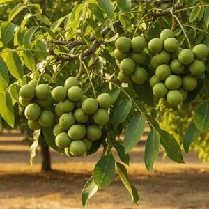 Walnut Tree Live Plant - 2 Feet Tall Cold Hardy Fruit Tree for Gardening - Image 4