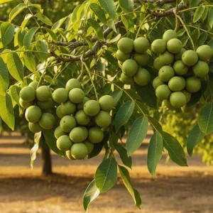 Walnut Tree Live Plant - 2 Feet Tall Cold Hardy Fruit Tree for Gardening - Image 5