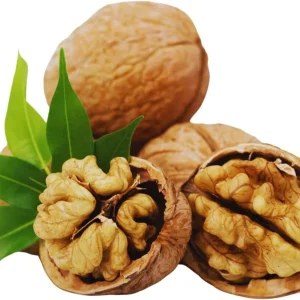 Walnut Tree Live Plant - 2 Feet Tall, Cold Hardy Fruit for Outdoor Garden - Image 6