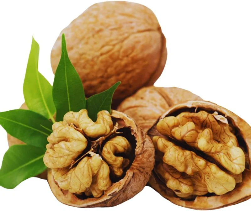 Walnut Tree Live Plant - 2 Feet Tall, Cold Hardy Fruit for Outdoor Garden - Image 6