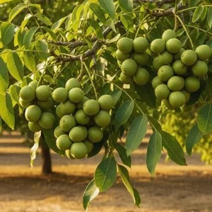 Walnut Tree Live Plant - 2 Feet Tall Cold Hardy Fruit Tree for Gardening - Image 6