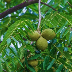 Walnut Tree Live Plant - 2 Feet Tall, Cold Hardy Fruit for Outdoor Garden - Image 7