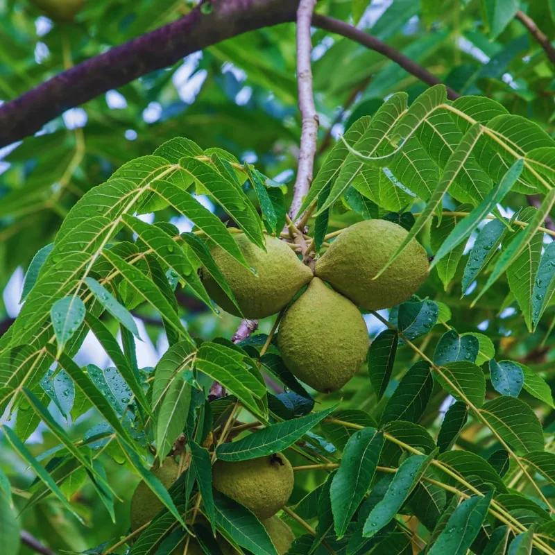 Walnut Tree Live Plant - 2 Feet Tall, Cold Hardy Fruit for Outdoor Garden - Image 7