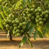 Walnut Tree Live Plant - 2 Feet Tall, Cold Hardy Fruit for Outdoor Garden - Image 1
