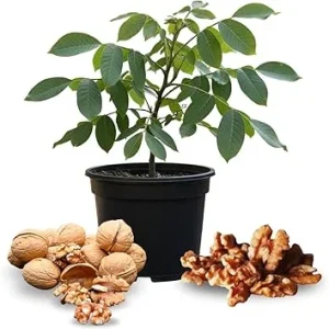 Walnut Tree Plant – Live 1-3 Ft Tall – Hardy Nut Tree for Outdoor Growing - Image 3