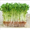 Water Spinach Seeds - 1000 Seeds (50g) for Planting - Ong Choy Vegetable - Image 1