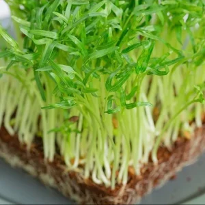 Water Spinach Seeds - 1000 Seeds (50g) for Planting - Ong Choy Vegetable - Image 5