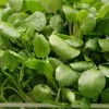 Watercress Seeds for Planting – 1500 Herb Seeds – Fresh Yellowcress - Image 1