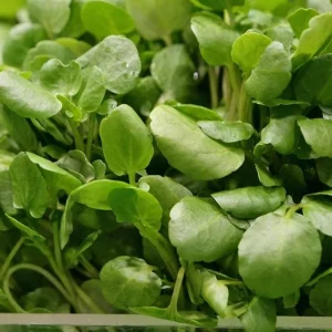 Watercress Seeds for Planting – 1500 Herb Seeds – Fresh Yellowcress - Image 1