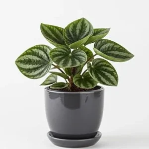 Watermelon Peperomia Live Plant - 4 Inch Pot, Ornamental Indoor Houseplant - Image 3