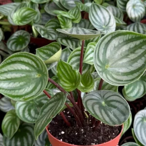 Watermelon Peperomia Live Plant - Peperomia Argyreia Tropical Houseplant in 4