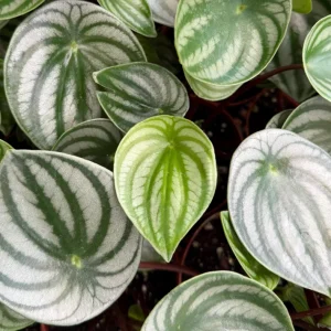 Watermelon Peperomia Live Plant - Peperomia Argyreia Tropical Houseplant in 4