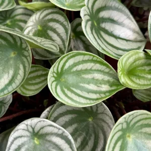 Watermelon Peperomia Live Plant - Peperomia Argyreia Tropical Houseplant in 4