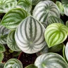 Watermelon Peperomia Live Plant - Peperomia Argyreia Tropical Houseplant in 4" Pot - Image 1