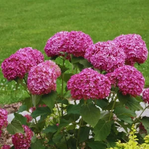 Well-Rooted Hydrangea Live Plant - Deep Pink Shrub, 2.5 Inch Pot, Outdoor Perennial - Image 3