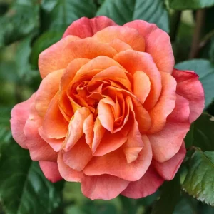 Westerland Climbing Rose Live Plant - Fragrant Orange-Apricot Double Flowers, 5-9 Inch Tall - Image 3
