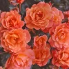 Westerland Climbing Rose Live Plant - Fragrant Orange-Apricot Double Flowers, 5-9 Inch Tall - Image 1