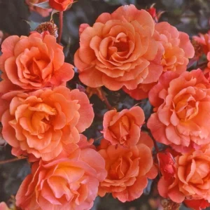 Westerland Climbing Rose Live Plant - Fragrant Orange-Apricot Double Flowers, 5-9 Inch Tall - Image 1