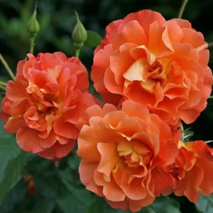 Westerland Climbing Rose Live Plant - Fragrant Orange-Apricot Double Flowers, 5-9 Inch Tall - Image 5