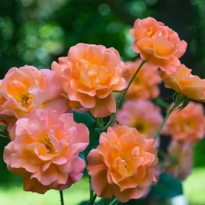 Westerland Climbing Rose Live Plant - Fragrant Orange-Apricot Double Flowers, 5-9 Inch Tall - Image 6