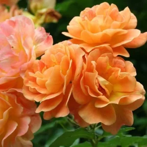 Westerland Climbing Rose Live Plant - Fragrant Orange-Apricot Double Flowers, 5-9 Inch Tall - Image 8