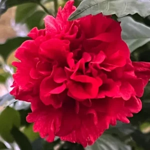 White Althea Rose of Sharon Live Plant 6-12 Inch Tall, Hardy Hibiscus Shrub Outdoor - Image 1