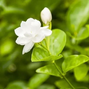 White Arabian Jasmine Live Plant - 5-7 Inch Tall, Fragrant Flowers in 3 Inch Pot - Image 7