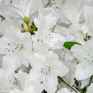 White Azalea Live Plant - 9 Months Old Shrub for Outdoor Growing - Image 1