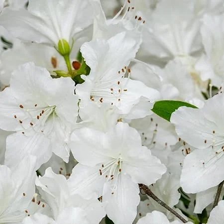 White Azalea Live Plant - 9 Months Old Shrub for Outdoor Growing - Image 1