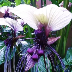 White Bat Flower Plant - Live Tacca Plant in 2 Inch Pot - Indoor/Outdoor - Image 7