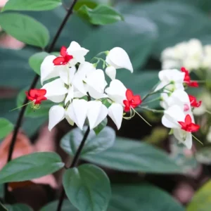 White Bleeding Heart Live Plants - Set of 2, 4-6 Inch Tall, Perennial Shade Flower - Image 3