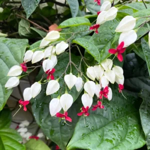 White Bleeding Heart Live Plants - Set of 2, 4-6 Inch Tall, Perennial Shade Flower - Image 4