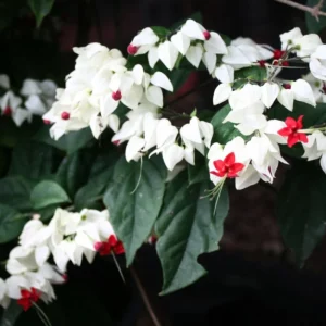 White Bleeding Heart Live Plants - Set of 2, 4-6 Inch Tall, Perennial Shade Flower - Image 7