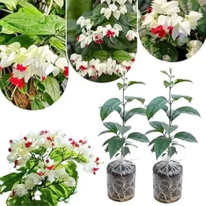 White Bleeding Heart Plants Live - 2-Pack, 4-6 Inch Tall, Perennial Shade Flower - Image 2