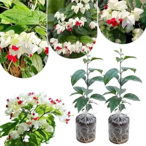 White Bleeding Heart Plants Live - 2-Pack, 4-6 Inch Tall, Perennial Shade Flower - Image 6