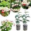 White Bleeding Heart Plants Live - 2-Pack, 4-6 Inch Tall, Perennial Shade Flower - Image 1