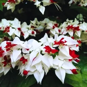 White Bleeding Heart Vine Live Plant, Trailing, 4-8 Inch Tall, Outdoor - Image 5