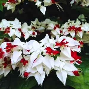 White Bleeding Heart Vine Live Plant, Trailing, 4-8 Inch Tall, Outdoor - Image 6