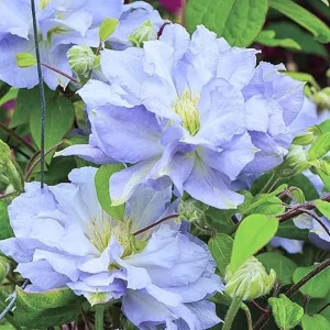 White Blue Clematis Vine Live Plant - Fragrant Perennial Flower in 2.5 Inch Pot - Image 2