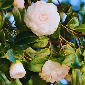 White Camellia Japonica Live Plant - 4 Inch Potted Bush, Fragrant Flower - Image 7