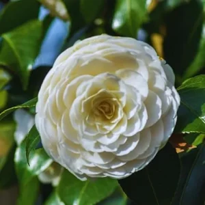 White Camellia Japonica Live Plant, 5-10 Inches Tall, Potted Bush, Outdoor - Image 7