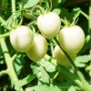 White Cherry Tomato Live Plants 2-Pack, 4 Inch Pot, 6-8 Inch Tall Starter - Image 1