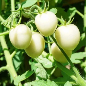 White Cherry Tomato Live Plants 2-Pack, 4 Inch Pot, 6-8 Inch Tall Starter - Image 1