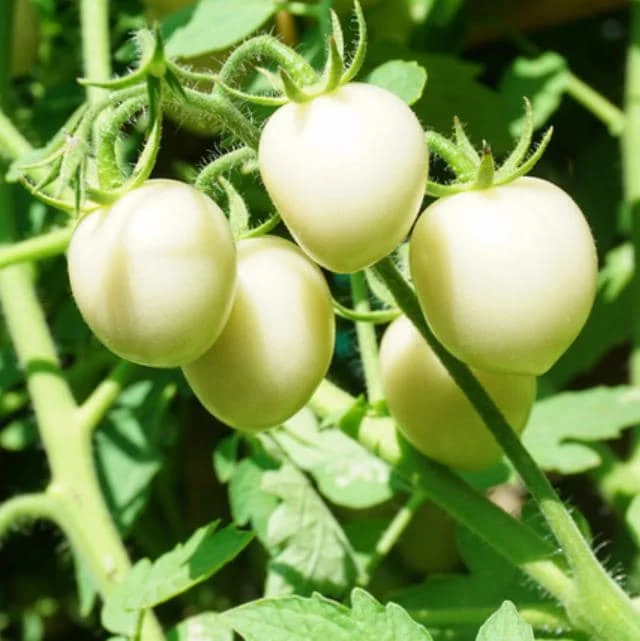 White Cherry Tomato Live Plants 2-Pack, 4 Inch Pot, 6-8 Inch Tall Starter - Image 1