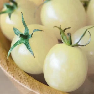White Cherry Tomato Live Plants 2-Pack, 4 Inch Pot, 6-8 Inch Tall Starter - Image 2