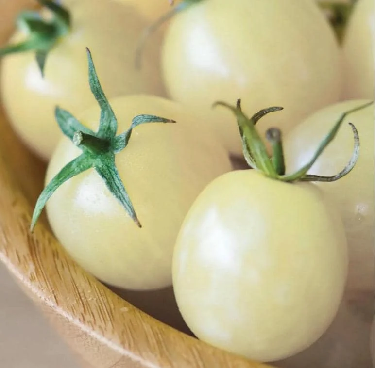 White Cherry Tomato Live Plants 2-Pack, 4 Inch Pot, 6-8 Inch Tall Starter - Image 2