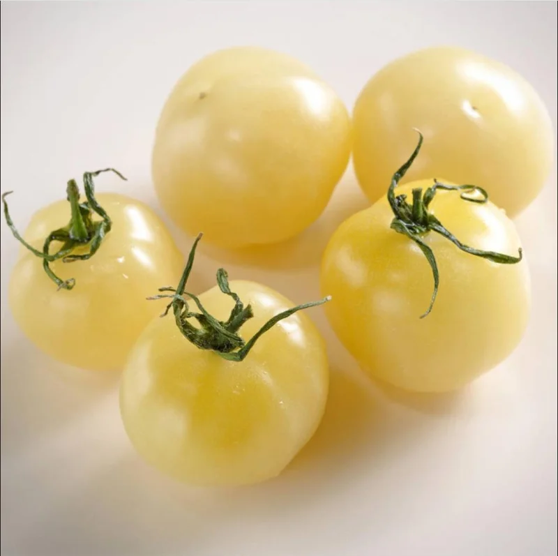 White Cherry Tomato Live Plants 2-Pack, 4 Inch Pot, 6-8 Inch Tall Starter - Image 3