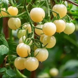 White Cherry Tomato Live Plants 2-Pack, 4 Inch Pot, 6-8 Inch Tall Starter - Image 4