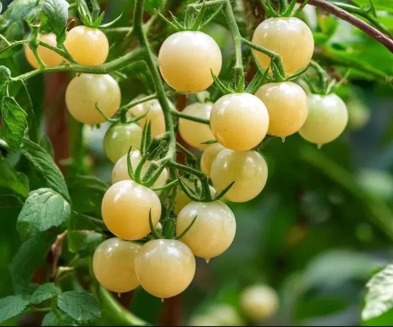 White Cherry Tomato Live Plants 2-Pack, 4 Inch Pot, 6-8 Inch Tall Starter - Image 4
